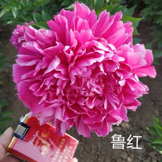 平邑县 精品芍药花，可盆栽可地栽 包成活 基地直销 现挖现卖 死苗补