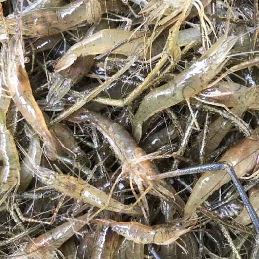 青虾 活虾 天然饮用水河虾 一手货源