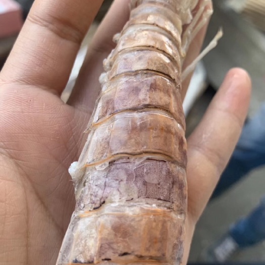 成都冷冻皮皮虾 超大皮皮虾