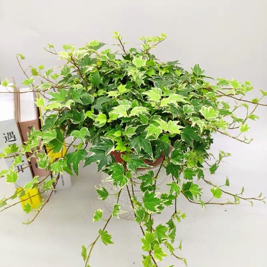 漳平市花叶常青藤  花叶常春藤