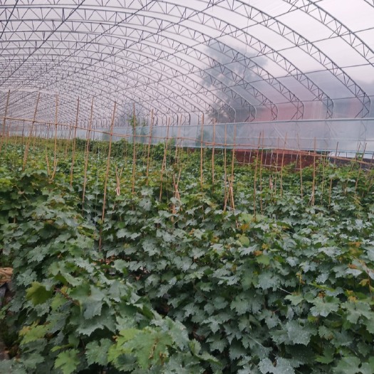 泰安藤稔葡萄苗 朋友
