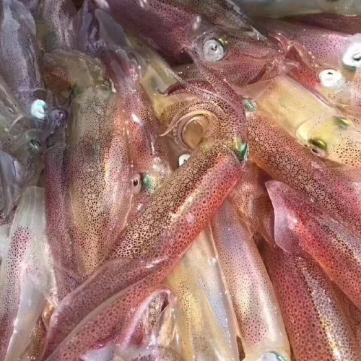 鱿鱼母  灯捕小管【小鱿鱼】最香甜品质，海域东山岛海峡