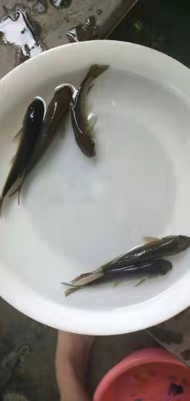  水花、大黑妹螺丝青  青鱼苗+自孵水花