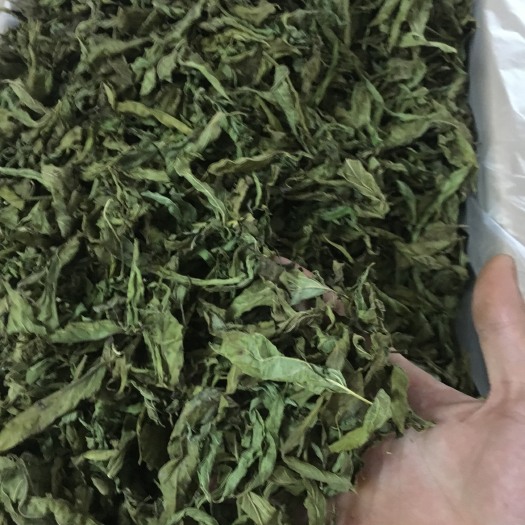 忧遁草  海南五指山优遁草（全叶茶）鄂嘴花茶 黎王草产地直