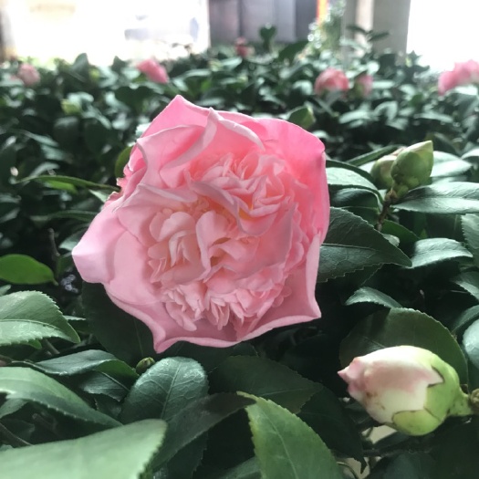 漳平市 香茶花、烈香香妃粉色浓香茶花各种规格大小苗