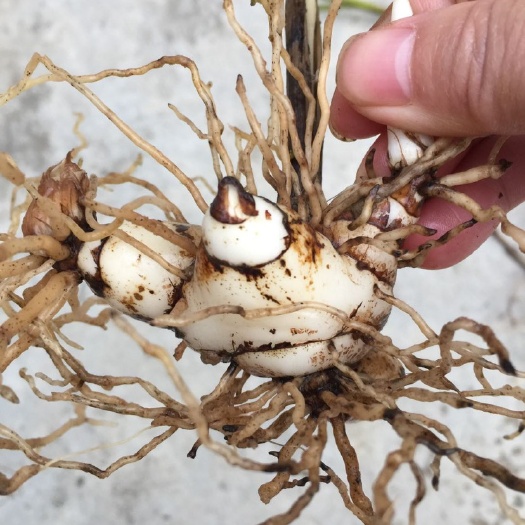 汉中白及 三年多自种紫花三叉白芨