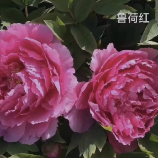 菏泽 精品观赏牡丹 正品牡丹