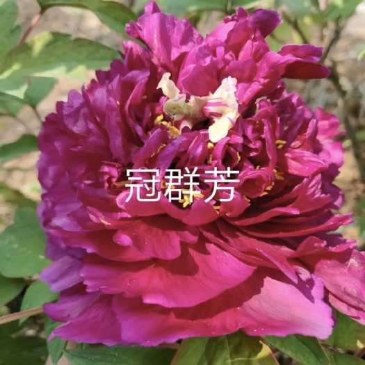 菏泽 精品牡丹 观赏牡丹 菏泽牡丹