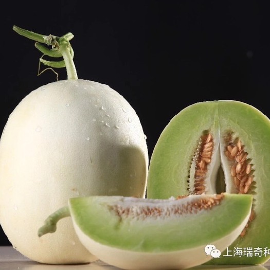 上海新玉菇甜瓜种子 玉娘甜瓜