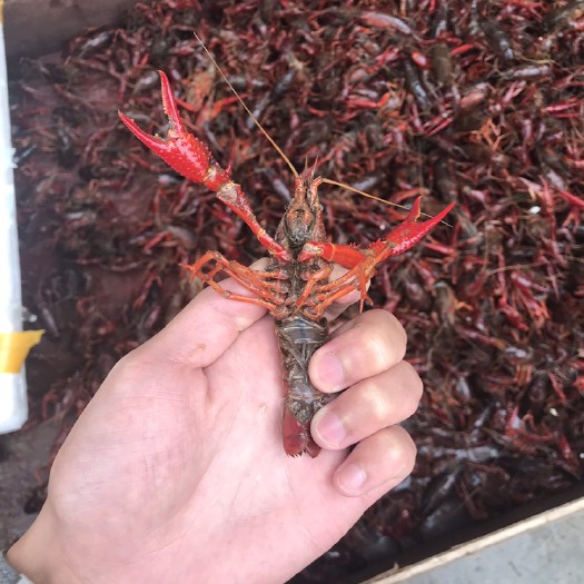重庆市小龙虾苗 肉质饱满，低板干净，物美价廉