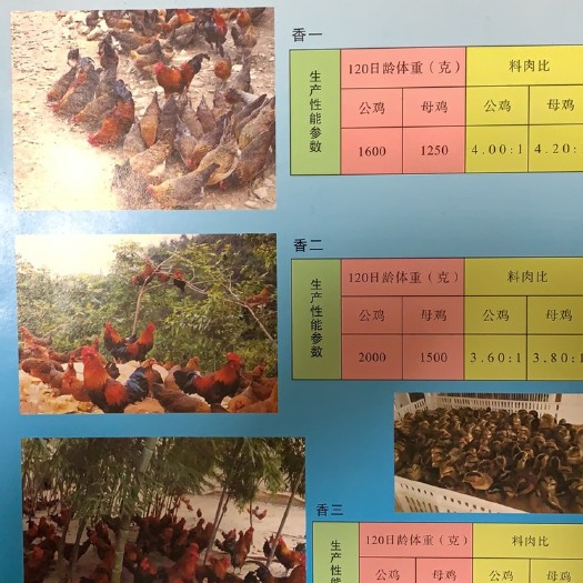 灵川县土鸡苗 统货