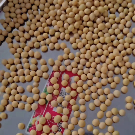 莫旗黄大豆 生大豆 1等品