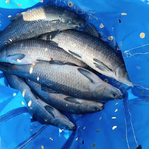 绍兴乌青鱼 1.5-6公斤 人工养殖