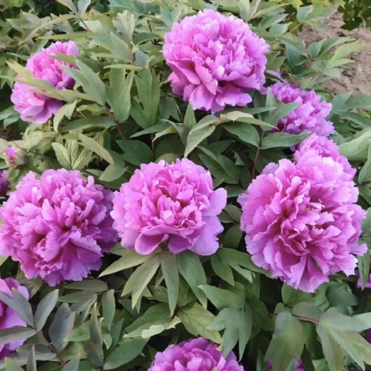 菏泽 菏泽精品观赏牡丹，正品观赏牡丹