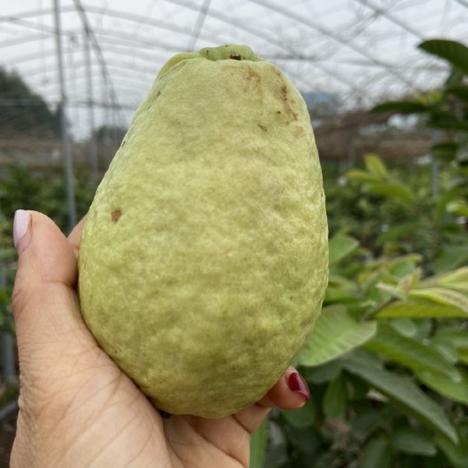 南靖县红心芭乐 150-200克