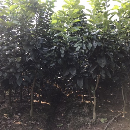平和县红心柚苗 红心蜜柚挂果树，三红蜜柚结果树