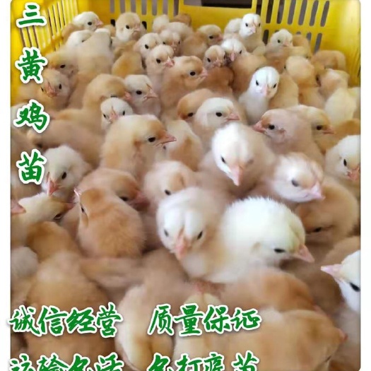 南京三黄鸡苗 三黄鸡1.5号公苗。全国包邮。包做出壳疫苗。运输包活