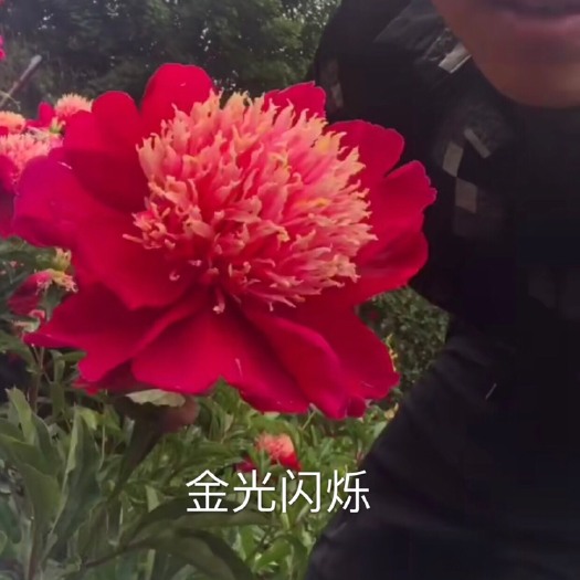 菏泽 多花芍药 菏泽多花芍药