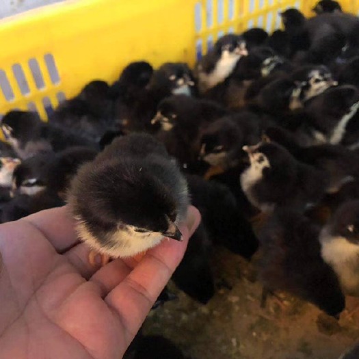 南宁 黑土鸡苗，2号苗。运输包活