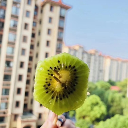周至县海沃德猕猴桃 海沃德