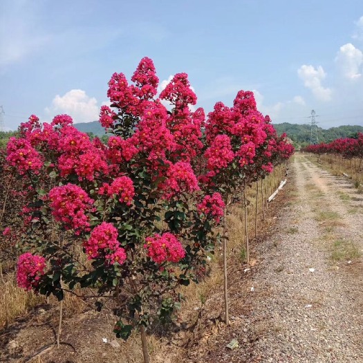 九江 美国红叶紫薇