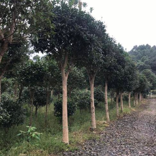 昭通四季桂