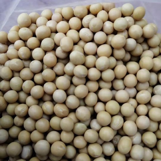 莫旗黑河43号 生大豆 1等品