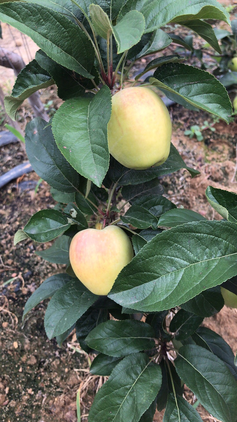  鲁丽苹果苗基地 新品种鲁丽苹果苗哪里有 鲁丽苹果优质苗多少钱