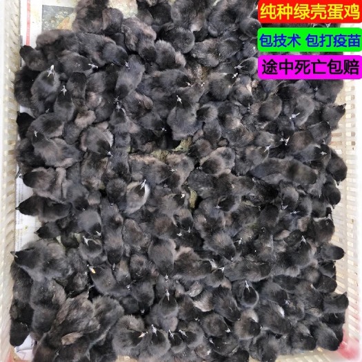 淮安 【可代养脱温鸡】纯种五黑鸡苗高产绿壳蛋鸡苗黑乌骨鸡苗小鸡活苗