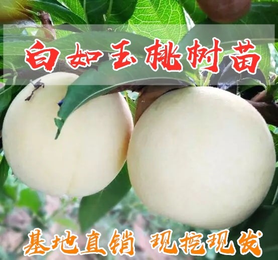 平邑县 正宗嫁接白如玉桃树苗，种植基地直销，现挖现发，包成活包品种！