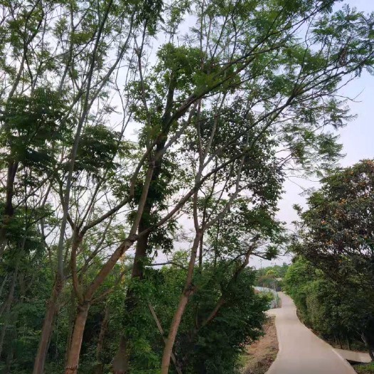 成都 大量出售蓝花楹（8-18公分）