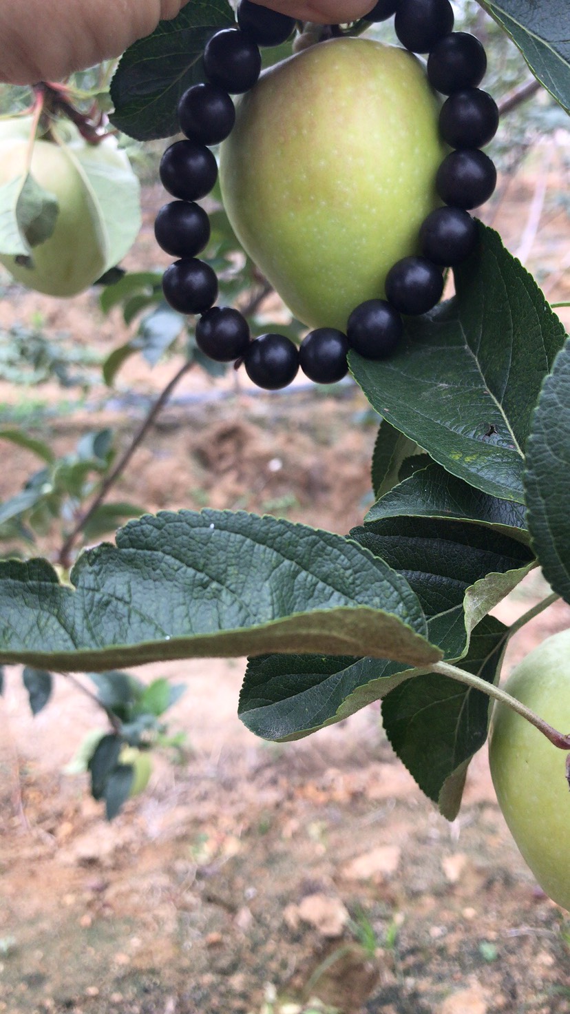  鲁丽苹果苗基地 新品种鲁丽苹果苗哪里有 鲁丽苹果优质苗多少钱