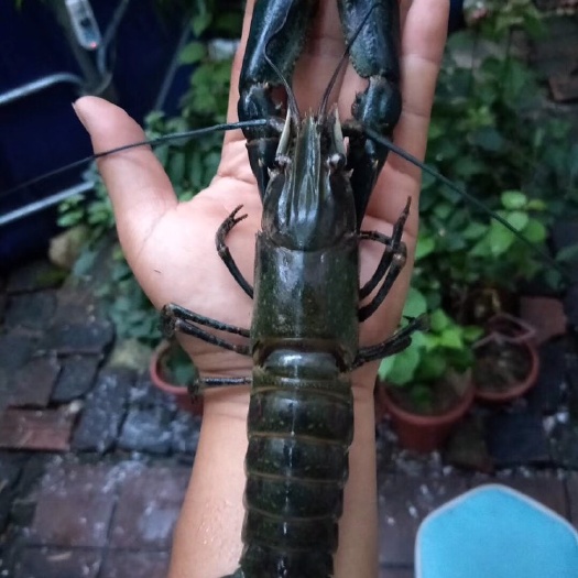 江门 澳洲淡水龙虾