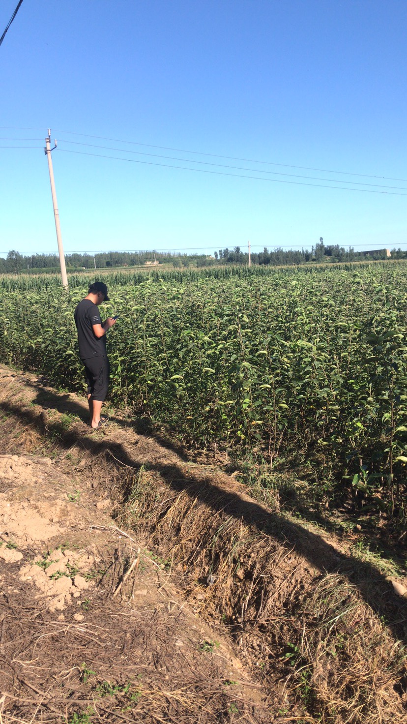  鲁丽苹果苗基地 新品种鲁丽苹果苗哪里有 鲁丽苹果优质苗多少钱