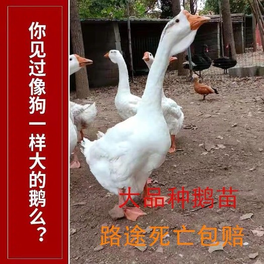 淮安杂交鹅苗 小鹅仔活体仔纯苗种灰狮头鹅网红大白鹅宠物鹅朗德鹅活苗品家养