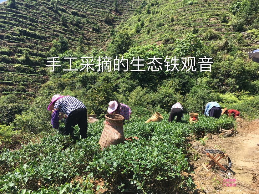 铁观音  安溪感德镇槐植正宗产地秋茶正味浓香韵味优质盒装散装