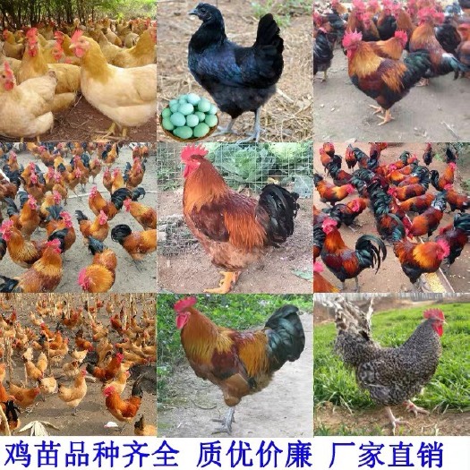 淮安 纯种土鸡苗高产绿壳蛋鸡苗五黑鸡苗芦花苗乌鸡苗三黄鸡苗
