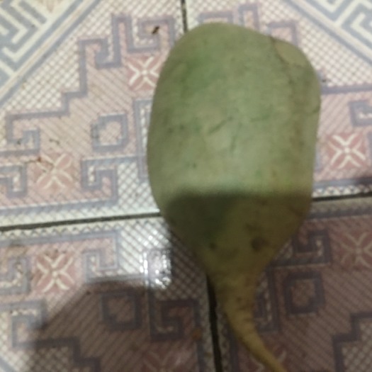 文安县 处理青萝卜 做咸菜的联系