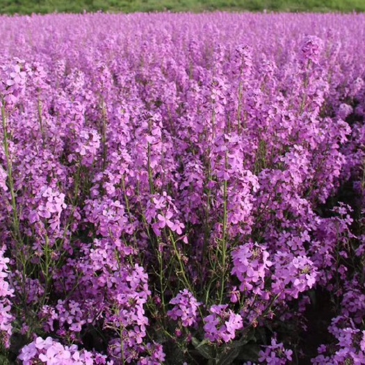 沭阳县 蓝香芥种子价格紫色油菜花