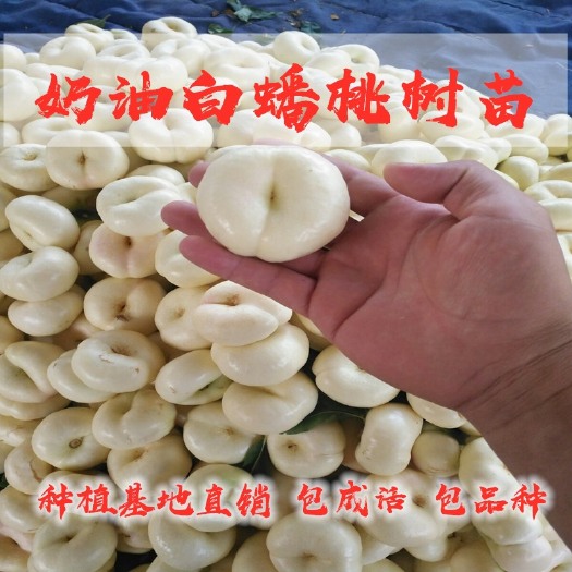 平邑县 奶油白蟠桃树苗，正宗嫁接苗种植基地直销，包成活包品种！
