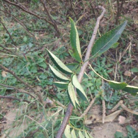 泰安 无刺花椒苗