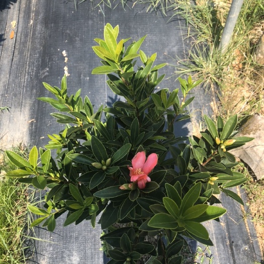 高州市 茶花，工程货，质优价廉上档次，四季花开不断，易种植