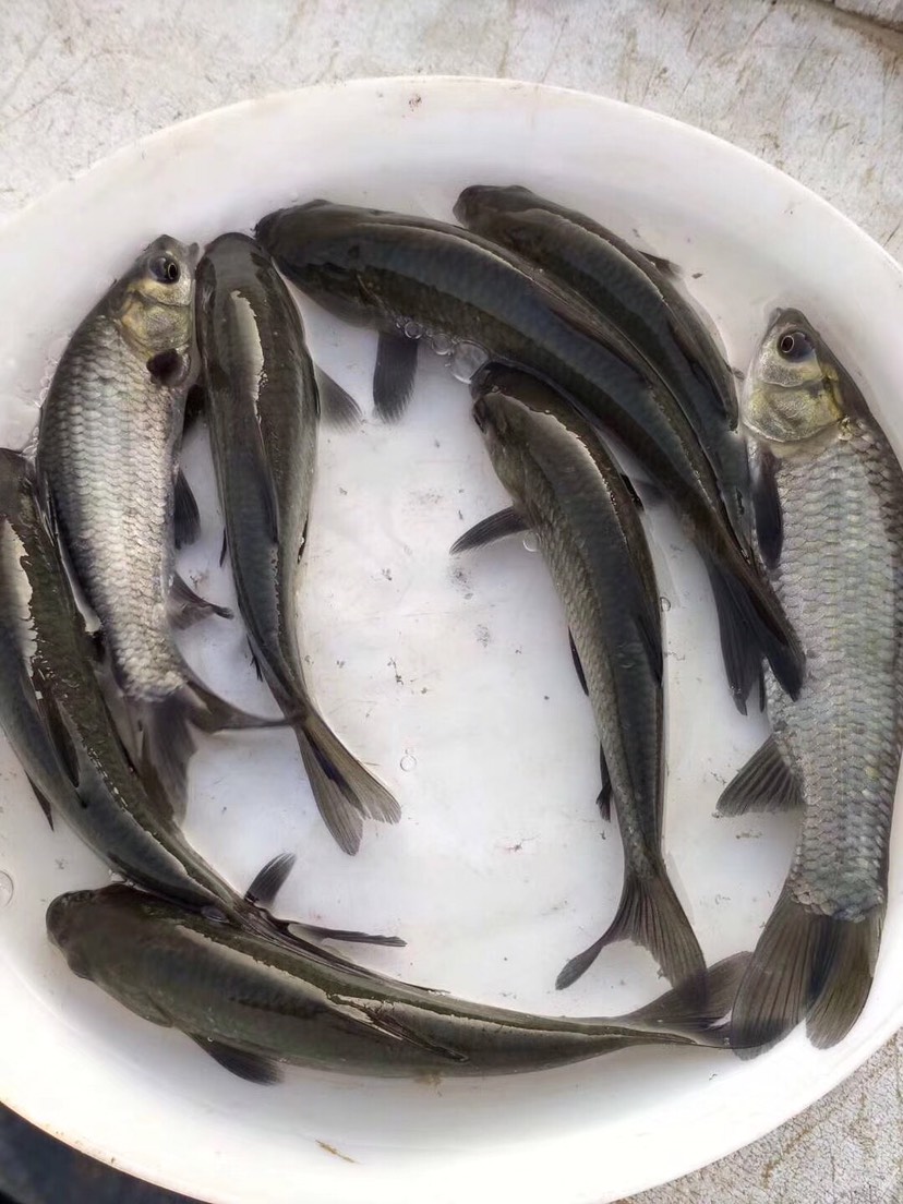 青魚苗(黑鯇魚苗)