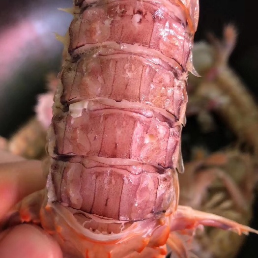 秦皇岛 渤海本地皮皮虾，肉多饱满，有籽