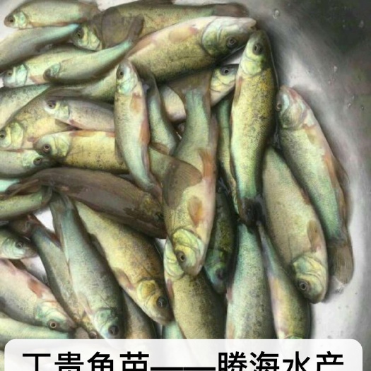 清远绿丁桂鱼苗～红丁贵鱼苗批发～丁岁鱼基地直供技术指导养与销售