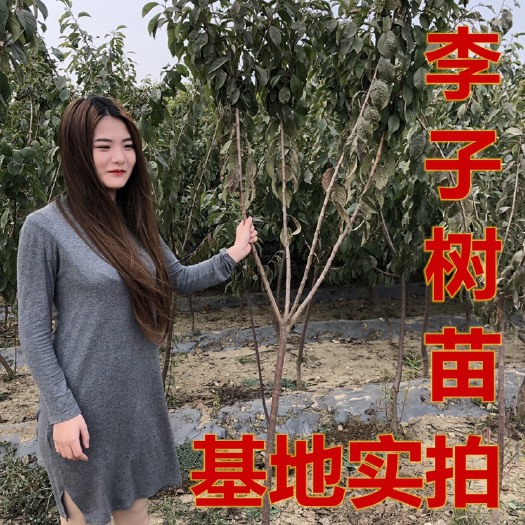 平邑县恐龙蛋李子苗 嫁接李子苗西梅女神李子苗恐龙蛋黑布林当年结果全国包邮