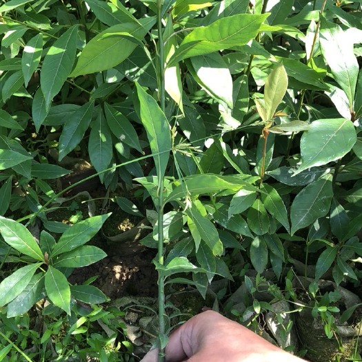 洪雅县 无纺布袋桢楠苗，小叶桢楠，桢楠苗，楠木苗，各规格，欢迎中介