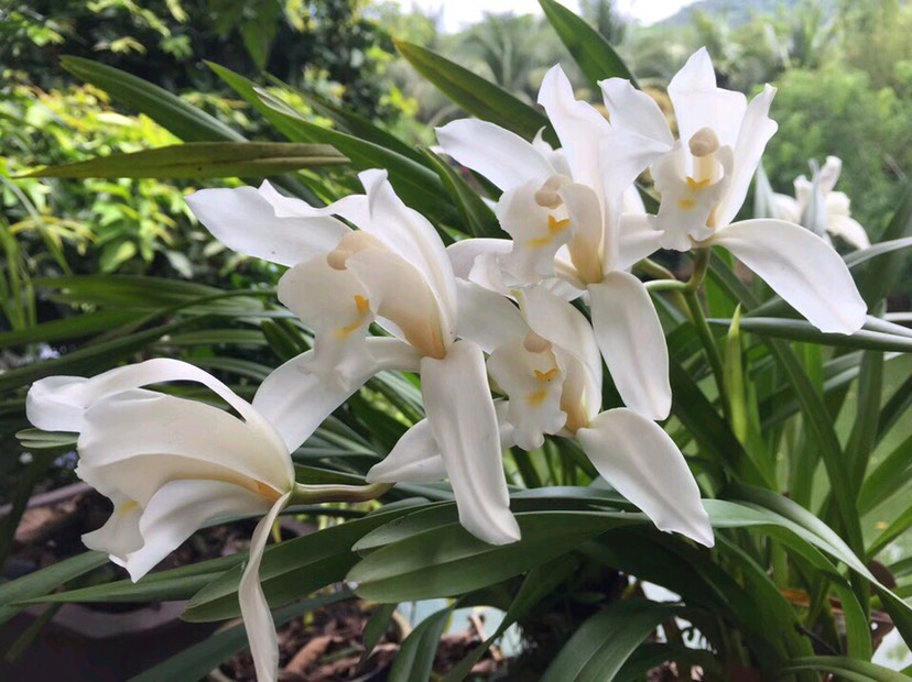 大雪素兰 大雪兰素花
