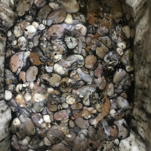 温岭市 章鱼蛋 活章肚子里的