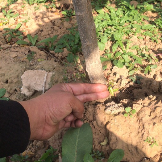 荥阳市突尼斯软籽石榴树苗  软籽石榴树苗，石榴树3年嫁接树，